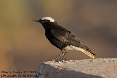 White-crowned Wheatear (Oenanthe leucopyga)_Abu Simbel