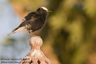 White-crowned Wheatear (Oenanthe leucopyga)_Abu Simbel