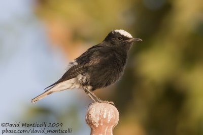 White-crowned Wheatear (Oenanthe leucopyga)_Abu Simbel