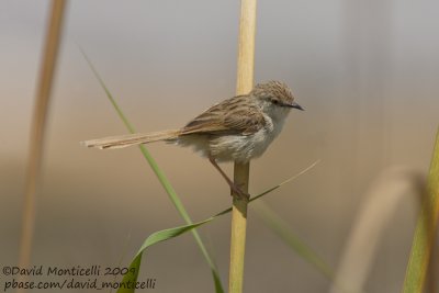 Graceful Prinia (Prinia gracilis)_Wadi El Natrum