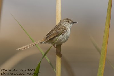 Graceful Prinia (Prinia gracilis)_Wadi El Natrum