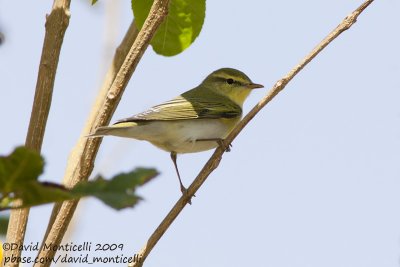 Wood Warbler (Phylloscopus sibilatrix)_Hurghada