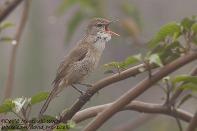 Clamorous Reed Warbler (Acrocephalus stentoreus)_Abassa