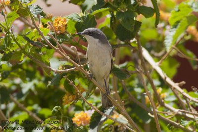 Lesser Whitethroat (Sylvia curruca)_Hurghada