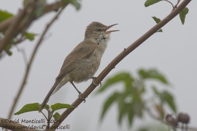 Clamorous Reed Warbler (Acrocephalus stentoreus)_Abassa