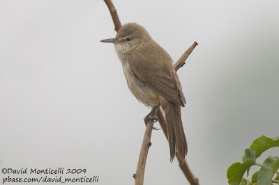 Clamorous Reed Warbler (Acrocephalus stentoreus)_Abassa