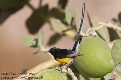 Nile Valley Sunbird (Anthodiaeta metallica)(male)_Aswan