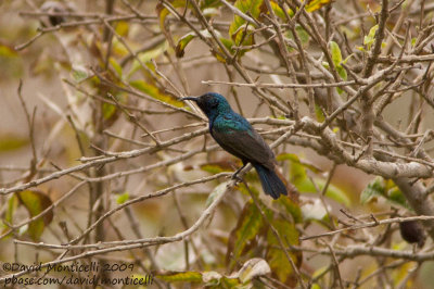 Palestine Sunbird (Cinnyris osea)_Wadi Feiran, Sina