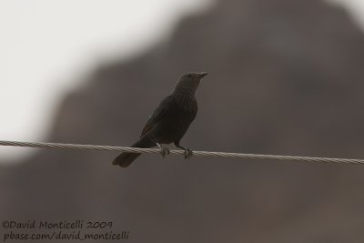 Tristram's Starling (Onychognathus tristramii)_Wadi Feiran, Sina