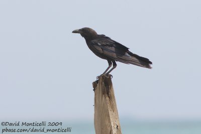 Brown-necked Raven (Corvus ruficollis)_Hamata