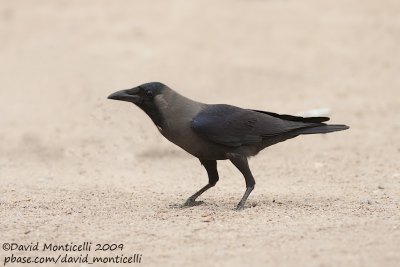 House Crow (Corvus splendens)_Hurghada