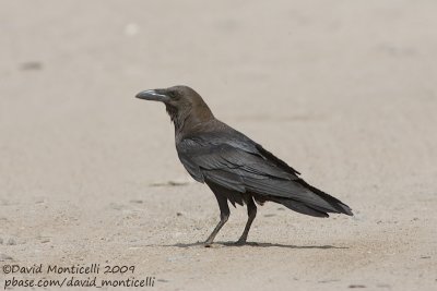 Brown-necked Raven (Corvus ruficollis)_Bir Shalatein