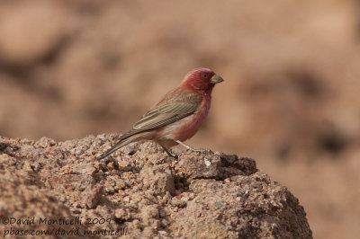 Sina Rosefinch (Carpodacus synoicus)(male)_St Catherines, Sina