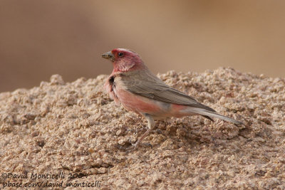 Sina Rosefinch (Carpodacus synoicus)(male)_St Catherines, Sina