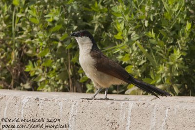 Senegal Coucal (Centropus senegalensis)_Abassa