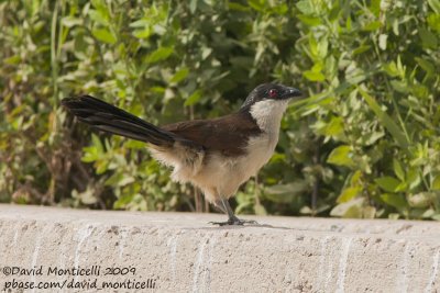 Senegal Coucal (Centropus senegalensis)_Abassa