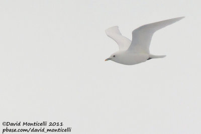 Ivory Gull (adult plumage)_79øN - 3øW between Svalbard - Greenland.jpg