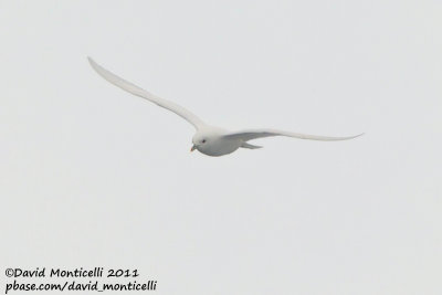 Ivory Gull (adult plumage)_79øN - 3øW between Svalbard - Greenland.jpg