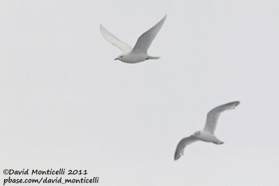 Ivory Gull (adult plumage) with Kittiwake_79øN - 3øW between Svalbard - Greenland.jpg
