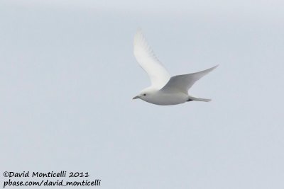 Ivory Gull (adult plumage)_79øN - 3øW between Svalbard - Greenland.jpg
