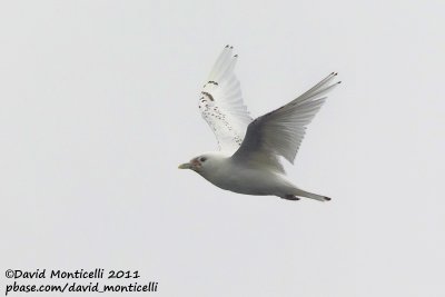 Ivory Gull (first-summer plumage)_79øN - 3øW between Svalbard - Greenland.jpg