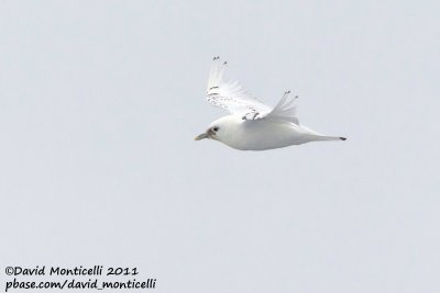 Ivory Gull (first-summer plumage)_79øN - 3øW between Svalbard - Greenland.jpg