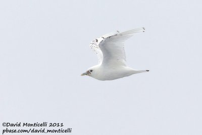 Ivory Gull (first-summer plumage)_79øN - 3øW between Svalbard - Greenland.jpg
