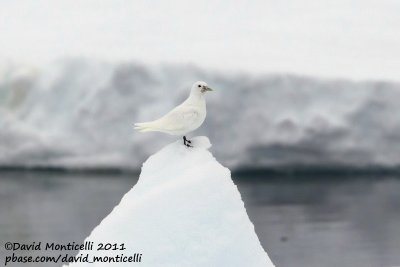 Ivory Gull (first-summer plumage)_79øN - 3øW between Svalbard - Greenland.jpg