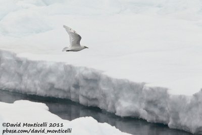 Ivory Gull (first-summer plumage)_79øN - 3øW between Svalbard - Greenland.jpg