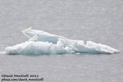 Ivory Gulls_79øN - 3øW between Svalbard - Greenland.jpg