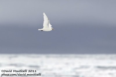 Ivory Gull_79øN - 3øW between Svalbard - Greenland.jpg