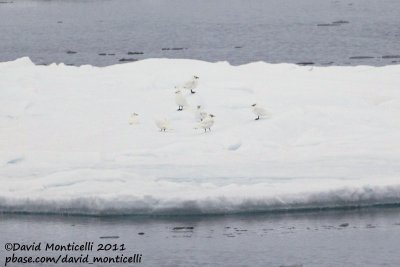 Ivory Gulls_79øN - 3øW between Svalbard - Greenland.jpg