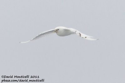 Ivory Gull_79øN - 3øW between Svalbard - Greenland.jpg