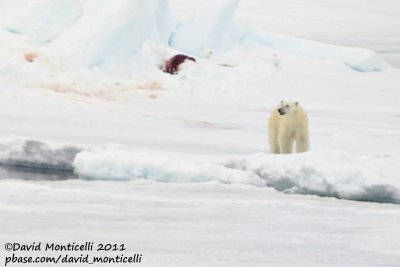 Polar Bear at seal carcass_79N - 2W between Svalbard - Greenland.jpg