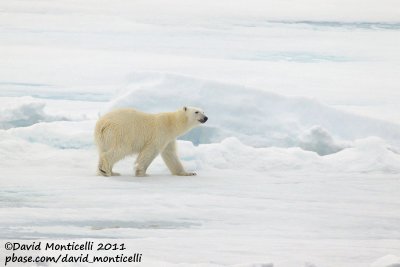 Polar Bear_79N - 2W between Svalbard - Greenland.jpg