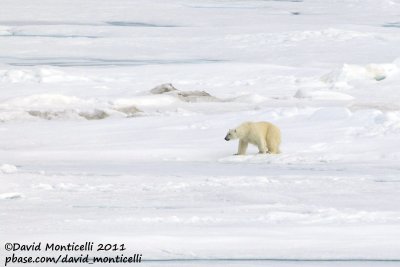 Polar Bear_79N - 2W between Svalbard - Greenland.jpg