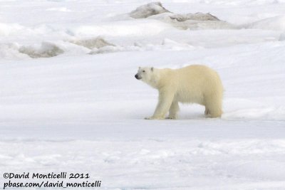 Polar Bear_79N - 2W between Svalbard - Greenland.jpg