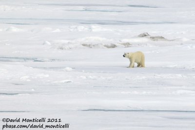 Polar Bear_79N - 2W between Svalbard - Greenland.jpg