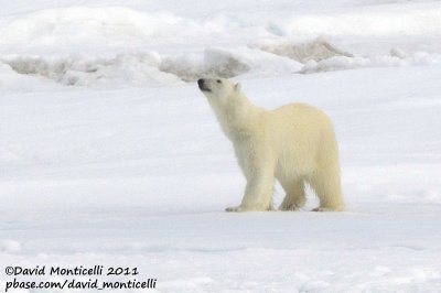 Polar Bear_79N - 2W between Svalbard - Greenland.jpg