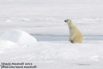 Polar Bear_79N - 2W between Svalbard - Greenland.jpg