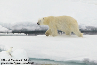Polar Bear and Ivory Gull_79N - 2W between Svalbard - Greenland.jpg