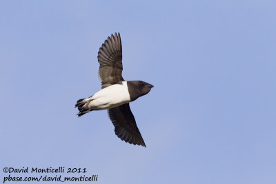 Little Auk (Alle alle)_Svalbard_CV1F3803.jpg