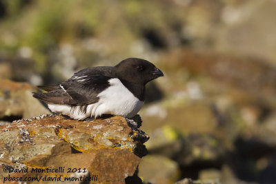 Little Auk (Alle alle)_Svalbard_CV1F3972.jpg