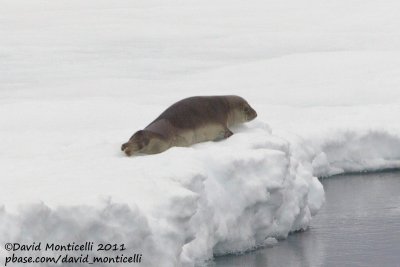 Harp Seal (Phoca groenlandica)_CV1F0237.jpg