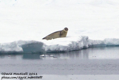 Harp Seal (Phoca groenlandica)_CV1F0421.jpg