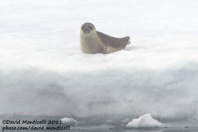 Harp Seal (Phoca groenlandica)_CV1F0604.jpg