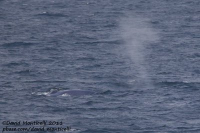 Blue Whale (Balaenoptera musculus) off Svalbard_CV1F1296.jpg