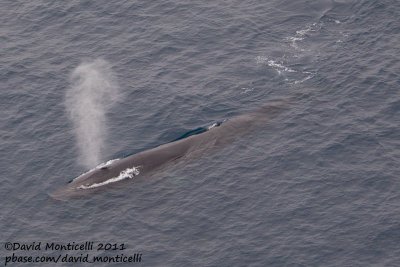 Fin Whale (Balaenoptera physalus) off Svalbard_CV1F1540.jpg
