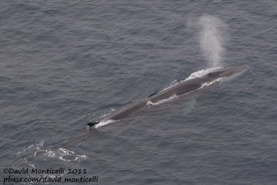 Fin Whale (Balaenoptera physalus) off Svalbard_CV1F1556.jpg