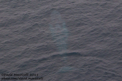 Blue Whale (Balaenoptera musculus) off Svalbard_CV1F1619.jpg